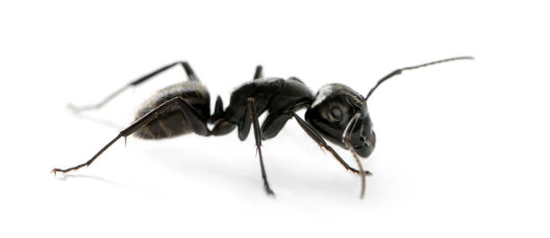 istock Carpenter ant, Camponotus vagus 889651624
