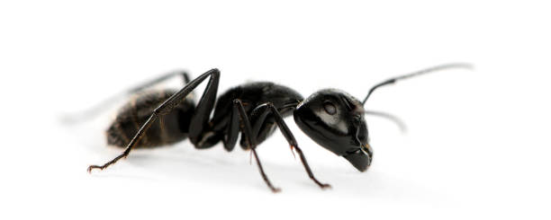 istock Carpenter ant, Camponotus vagus 889651634