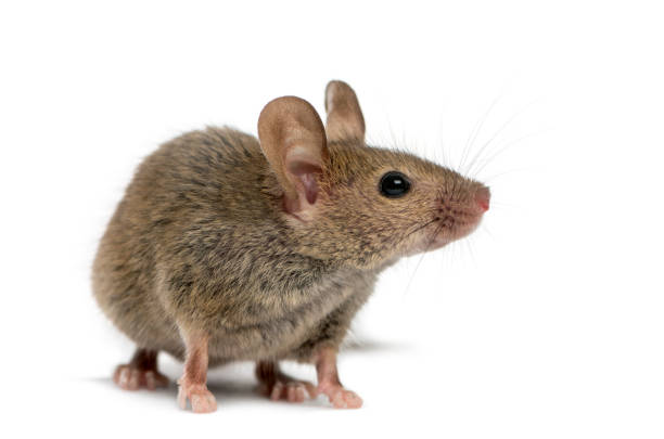 деревянная мышь перед белым фоном - one animal стоковые фото и изображения