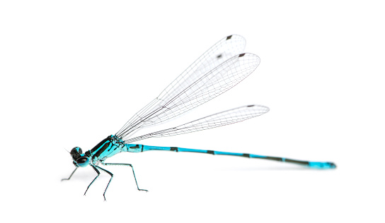 Azure damselfly, Coenagrion puella in front of a white background