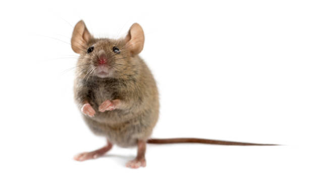 istock Wood mouse in front of a white background 889651804