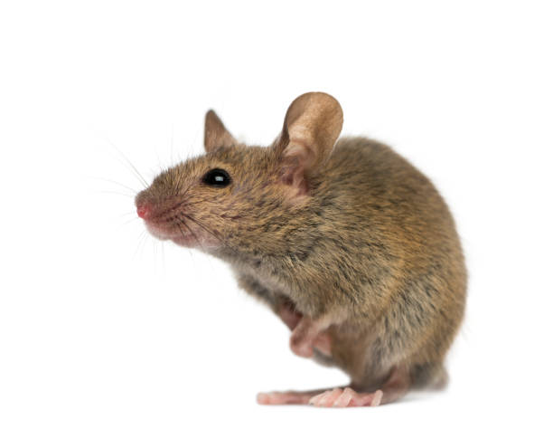 istock Wood mouse in front of a white background 889651854