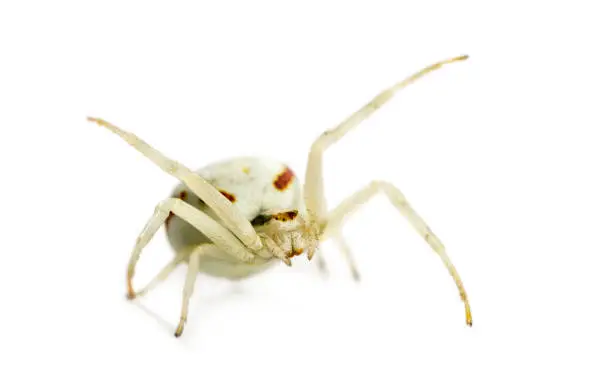 Golden Crab Spider, Misumena vatia in front of a white background