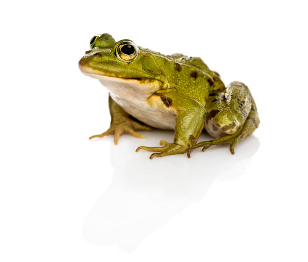 istock Common Water Frog in front of a white background 889654204