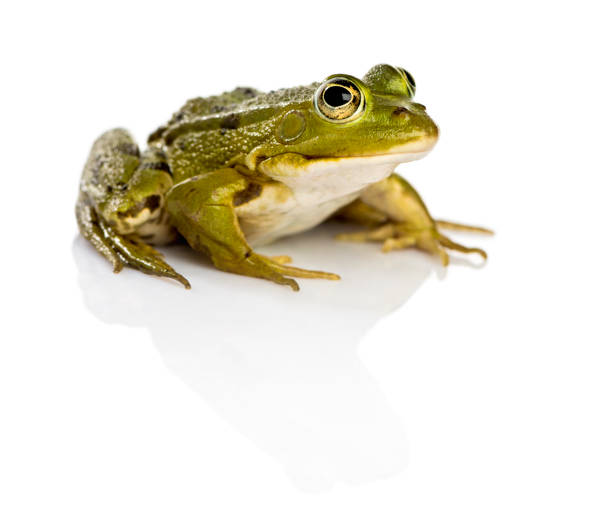 istock Common Water Frog in front of a white background 889654222