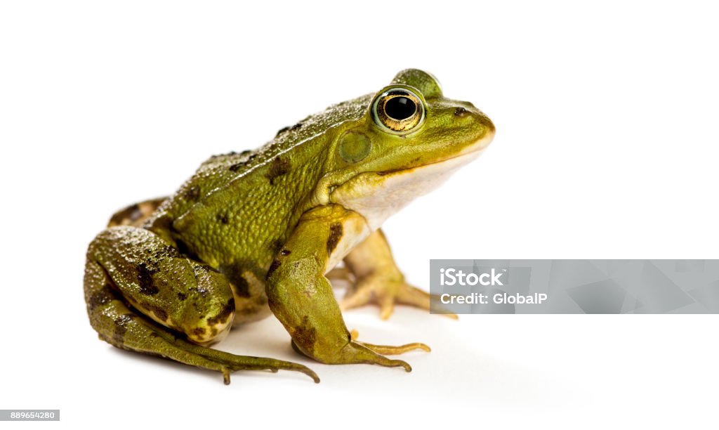 Grenouille commune de l'eau devant un arrière-plan blanc - Photo de Grenouille libre de droits