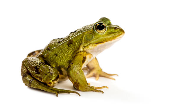 Common Water Frog in front of a white background Common Water Frog in front of a white background frog photos stock pictures, royalty-free photos & images