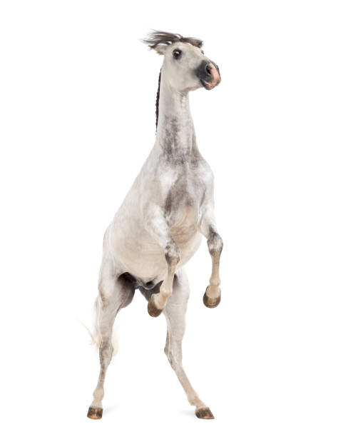 Beautiful white horse with a saddle rears up on a white background isolate. Jockey, hippodrome, horseback riding