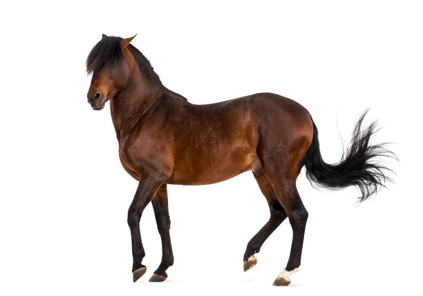istock Andalusian horse trotting 889654502