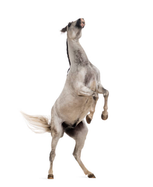 istock Andalusian horse rearing 889654548