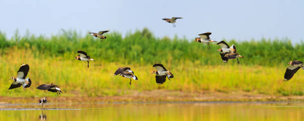 istock northern lapwings flies over the lake 889658196