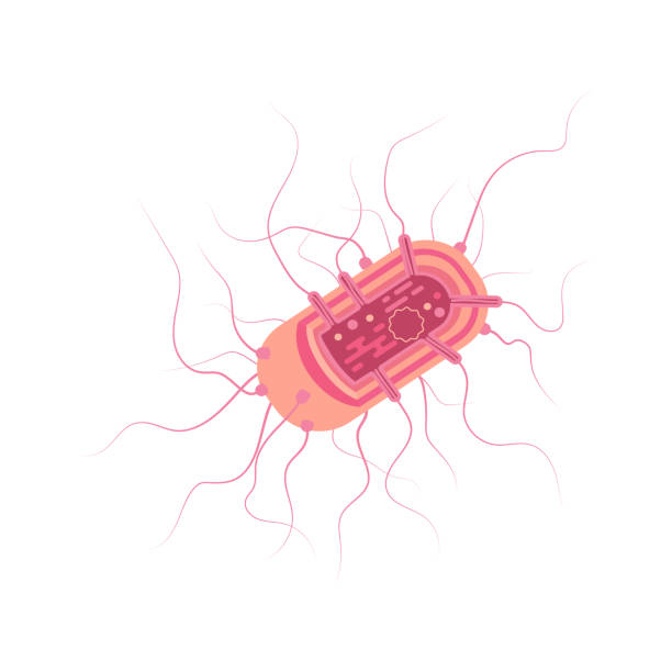 ilustraciones, imágenes clip art, dibujos animados e iconos de stock de célula bacteriana rosa - mrsa bacterium streptococcus staphylococcus