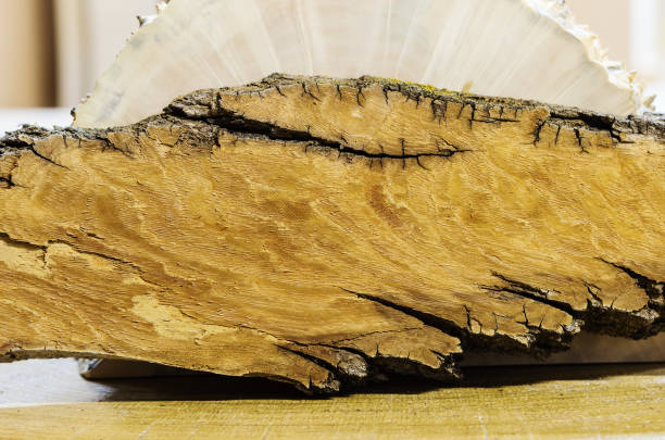 istock The texture of the transverse section of the tree bark 889658432