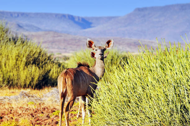 Adult female kudu standing in front of a younger animal in the semi -arid  landscape  with euphorbia plants in  Damaraland ,Namibia