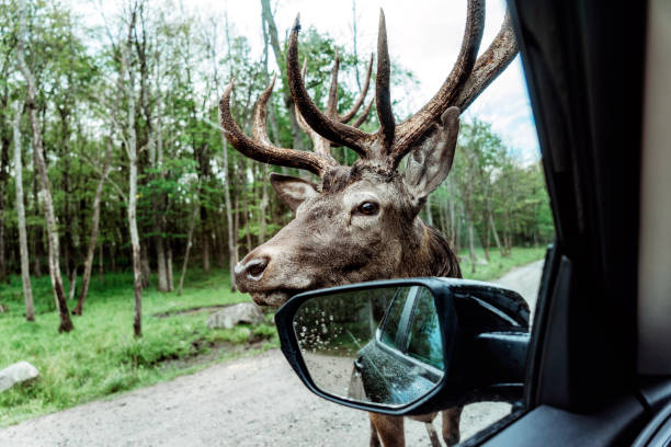 istock Elk looking for something to eat inside a car 889666960