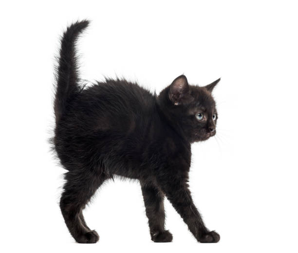 istock Black kitten in front of a white background 889667306