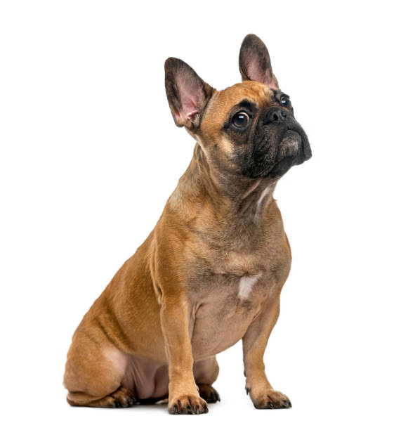 istock French Bulldog (2 years old) in front of a white background 889678634