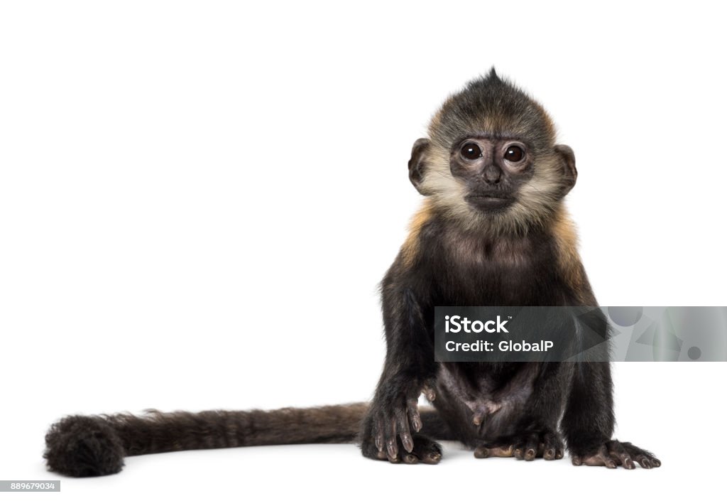 Baby Francois Langur (4 months) Monkey Stock Photo