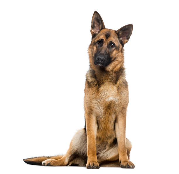 german shepherd dog (1 year old) - german shepherd imagens e fotografias de stock