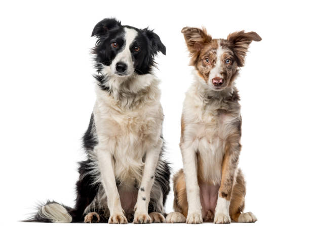 istock Tow Border collies in front of a white background 889683898
