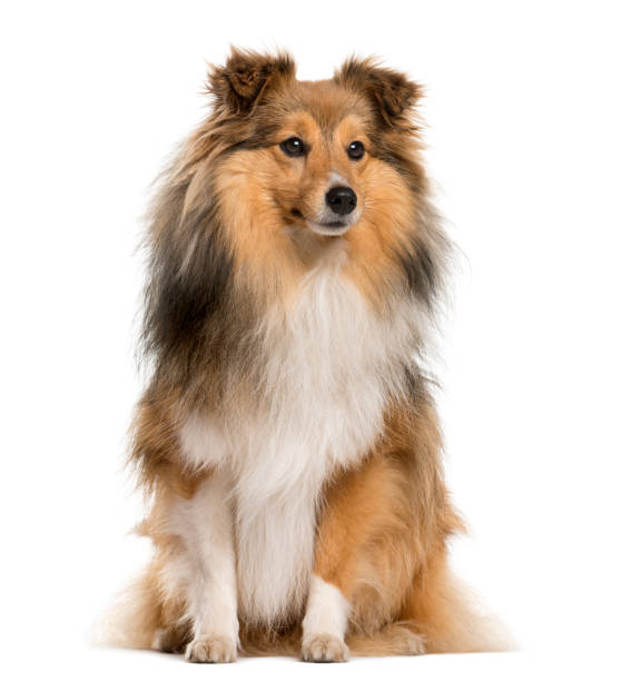 istock Shetland Sheepdog sitting in front of a white background 889684262