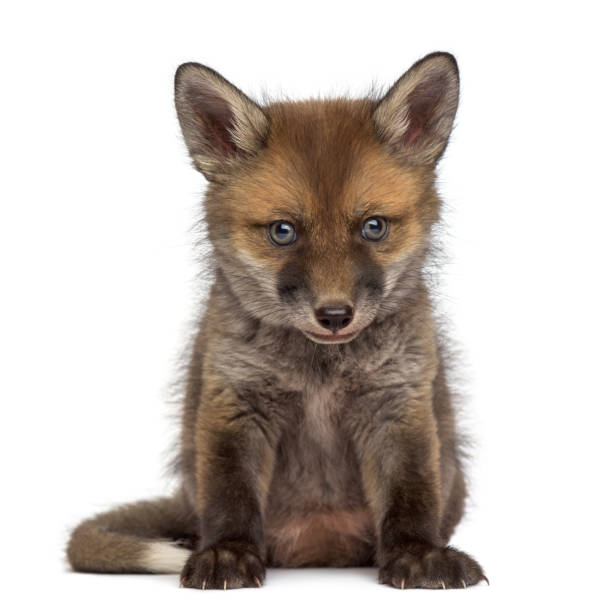 istock Fox cub (7 weeks old) sitting in front of a white background 889684276