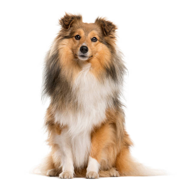 Shetland Sheepdog sitting in front of a white background Shetland Sheepdog sitting in front of a white background shetland sheepdog stock pictures, royalty-free photos & images