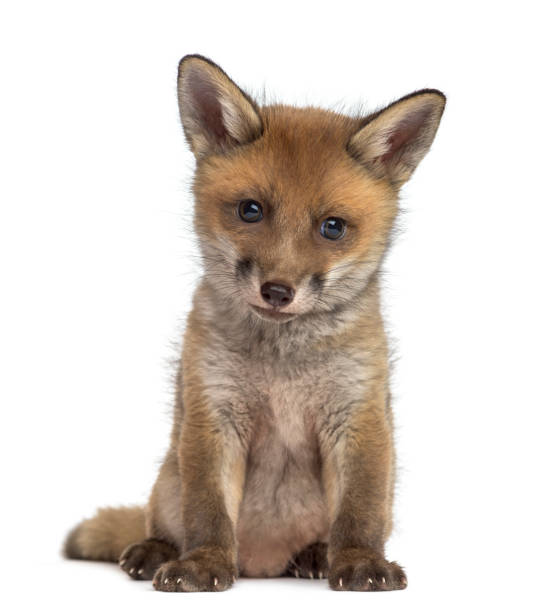 istock Fox cub (7 weeks old) sitting in front of a white background 889684350