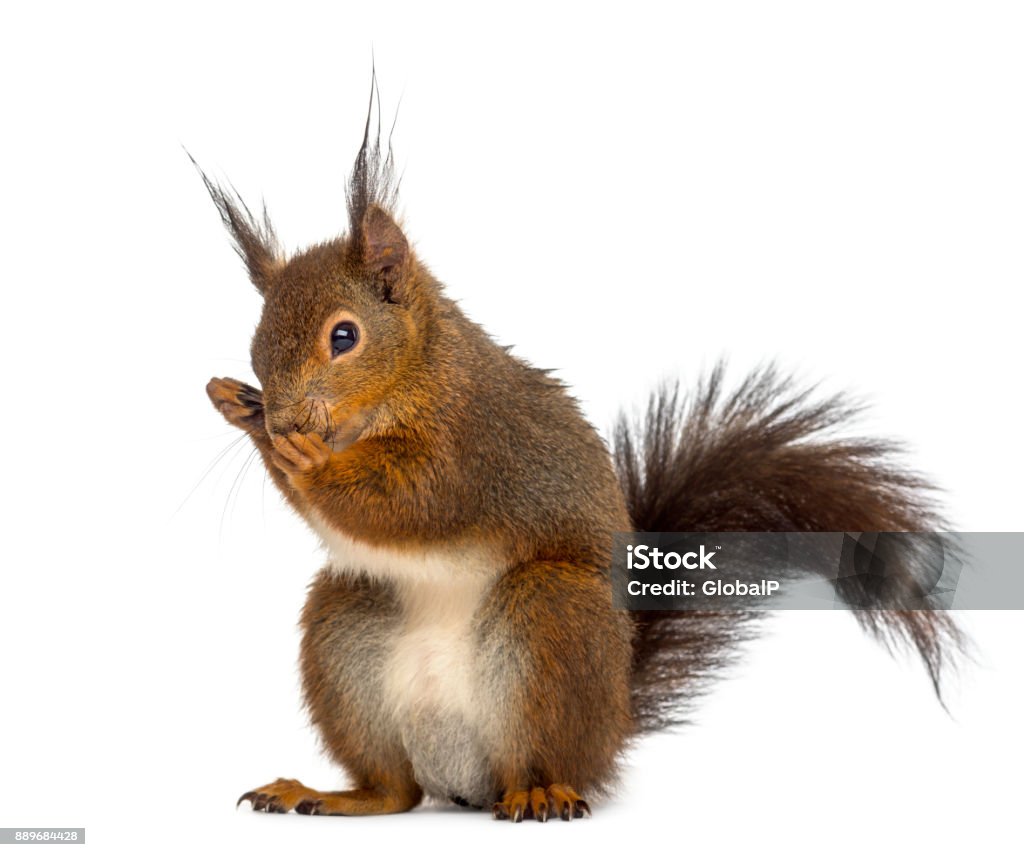 Écureuil roux dans à l'avant de un fond blanc - Photo de Écureuil libre de droits