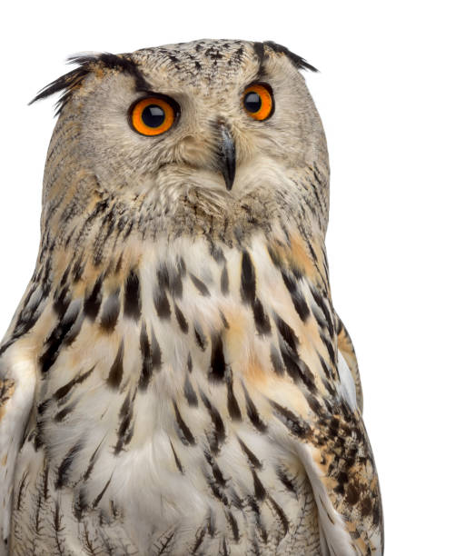 istock Close-up of a Siberian Eagle Owl - Bubo bubo (3 years old) in front of a white background 889684516