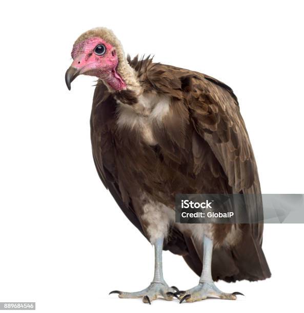 Hooded Vulture Necrosyrtes Monachus In Front Of A White Background Stock Photo - Download Image Now