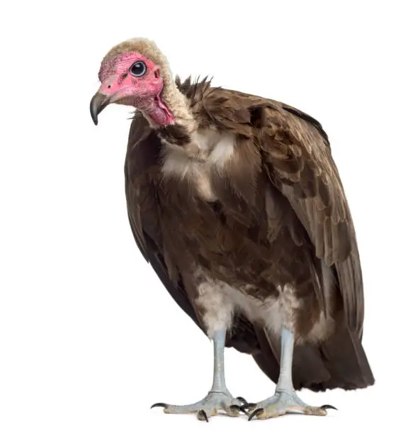 Photo of Hooded vulture - Necrosyrtes monachus (11 years old) in front of a white background