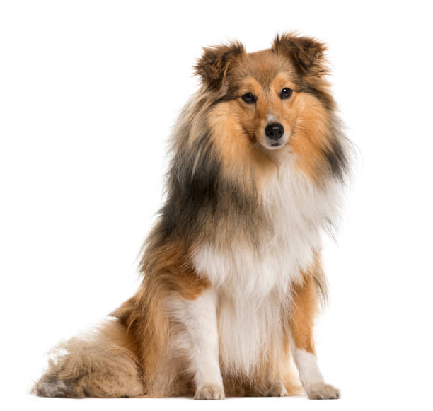istock Shetland Sheepdog sitting in front of a white background 889684572