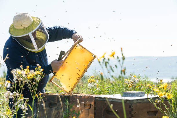 Beekeeper At Work, Cleaning and Inspecting Hive Beekeeper At Work, Cleaning and Inspecting Hive On a nice day of summer in Quebec, Canada beekeeper photos stock pictures, royalty-free photos & images