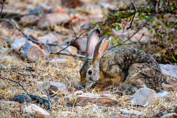 istock Indian hare or black-naped hare, Lepus nigricollis 889700410