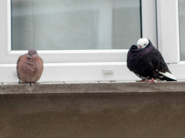 istock brown, pigeons, and doves, pine, on edge. 889703228