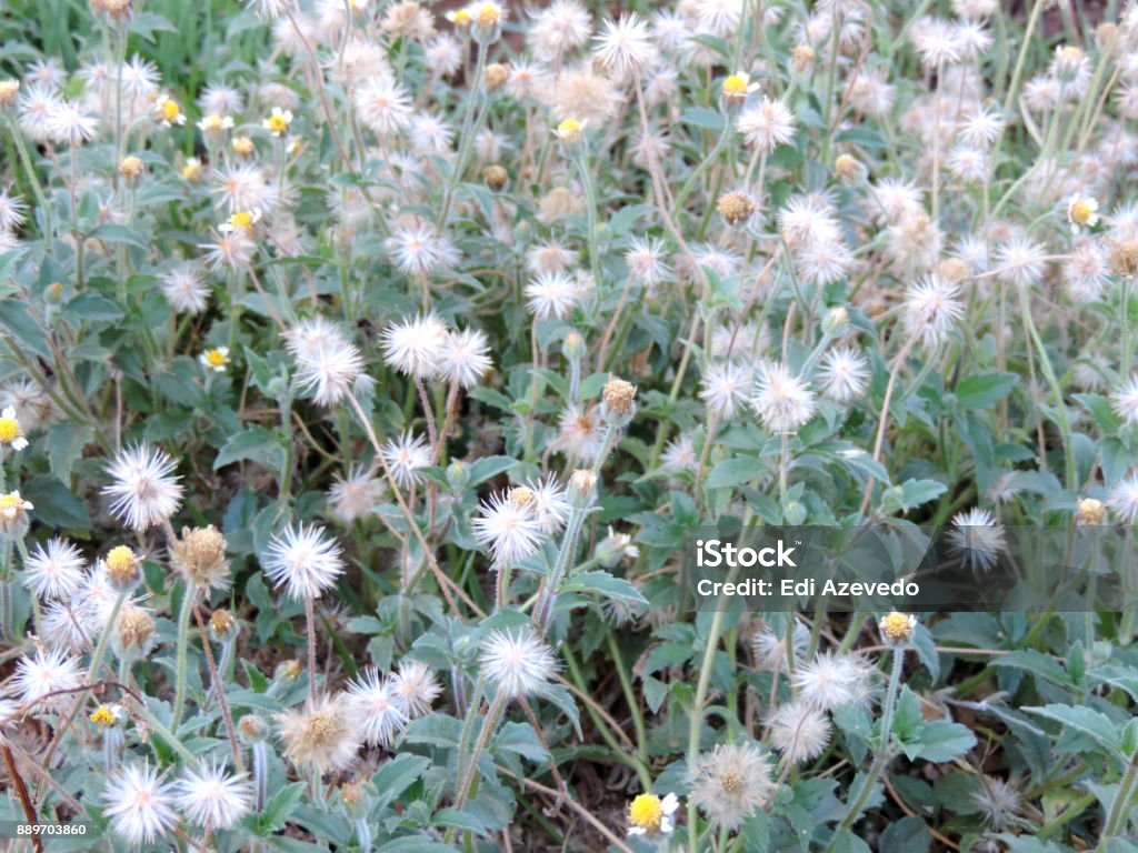 White Picão Flowermargaridinhas Stock Photo - Download Image Now -  Agriculture, Alternative Medicine, Antioxidant - iStock