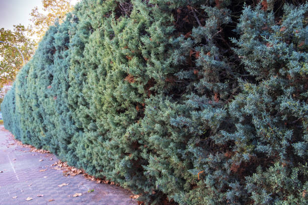 Evergreen juniper. Bright hedge Evergreen juniper. Bright hedge juniperus chinensis stock pictures, royalty-free photos & images