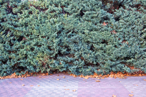 Evergreen juniper. Bright hedge Evergreen juniper. Bright hedge juniperus chinensis stock pictures, royalty-free photos & images