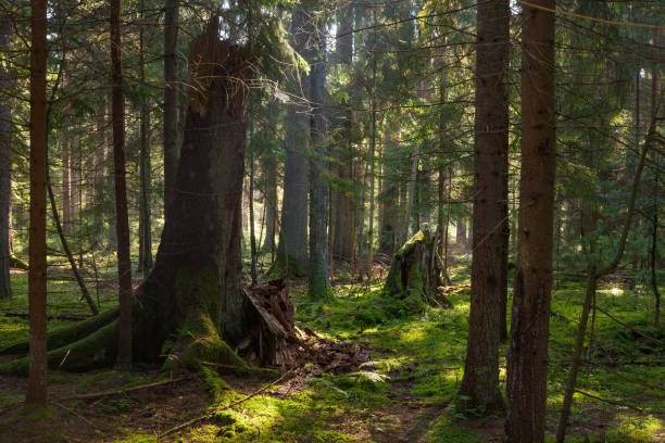 istock Old coniferous stand in summer morning 889712430