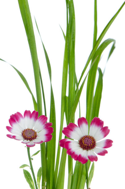 istock Beautiful pink flowers and green grass 889725132