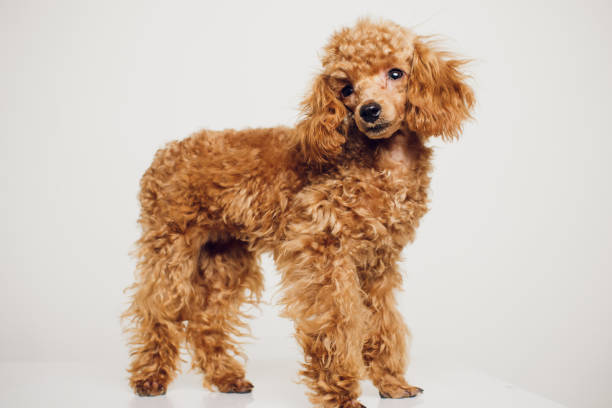 istock Poodle with Golden Brown Fur on a white background 889727864
