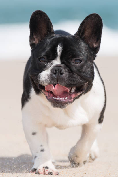 istock French bulldog on the beach 889727866