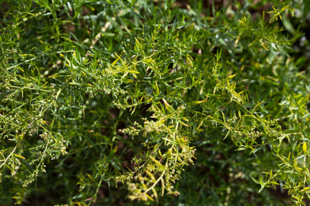 사철쑥 (tarragon, artemisia dracunculus - alternative medicine herb garden plant flower 뉴스 사진 이미지