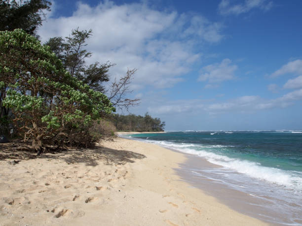 istock Vegetation along beach with Shallow wavy ocean waters 889731292