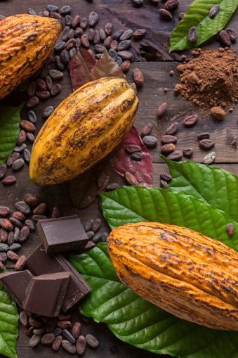 Cocoa composition with real cacao fruits, cacao leaves, nibs and dark chocolate chunks, showing the different stages of the cacao to become chocolate. Vertical photography. Top View. Close-up. Studio shot. No people.