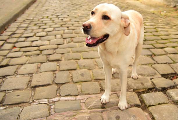 istock Labrador Retriever in England 889745910