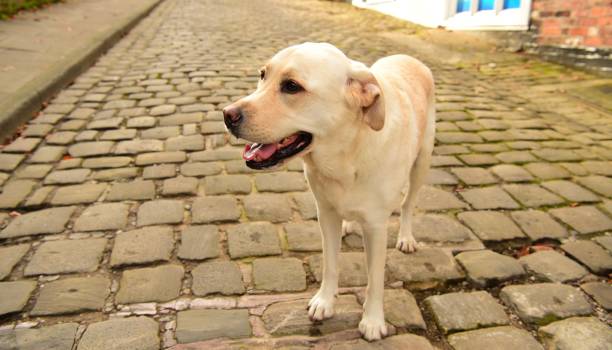 istock Labrador Retriever in England 889745934