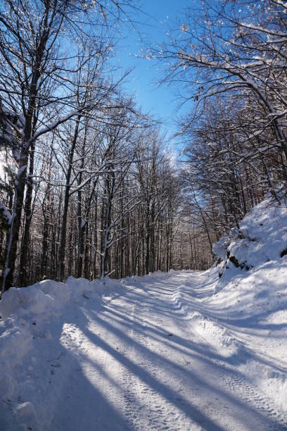 istock Footpath through Forest covered by Snow, Slovenia 889755340
