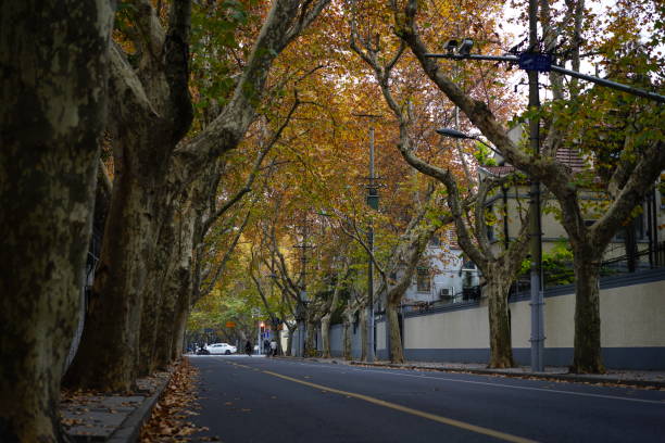 istock The asphalt road in autumn 889763664